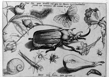 Riesenkäfer, von Insekten und Gewächsen umgeben