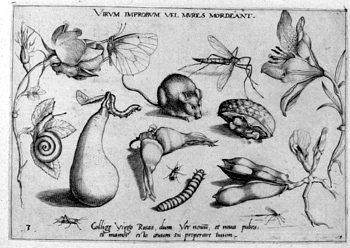Spitzmaus, von Insekten und Gewächsen umgeben