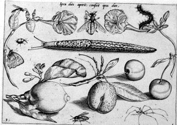Nacktschnecke, von Insekten und Gewächsen umgeben