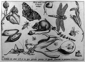 Maus, von Insekten und Gewächsen umgeben