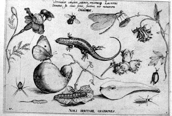 Salamander, von Insekten und Gewächsen umgeben