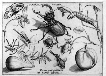 Hirschkäfer, von Insekten und Gewächsen umgeben