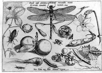 Libelle, von Insekten und Gewächsen umgeben
