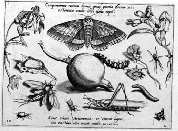Totenkopf, von Insekten und Gewächsen umgeben