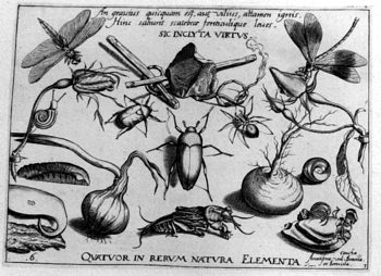 Spinnen und Käfer, von Insekten und Gewächsen umgeben