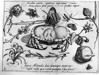 Krabbe und Schmetterling, von Insekten und Gewächsen umgeben