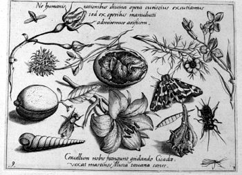 Fötus und Muscheln, von Insekten und Gewächsen umgeben