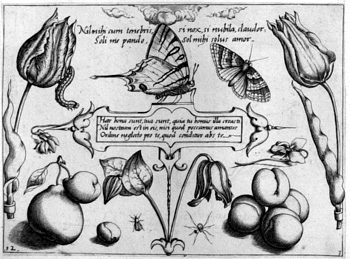 Schmetterlinge, von Insekten und Gewächsen umgeben