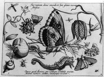 Schmetterling und Seepferdchen, von Insekten und Gewächsen umgeben