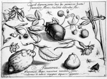 Maus, von Insekten und Gewächsen umgeben