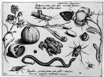 Kröte und Viper, von Insekten und Gewächsen umgeben