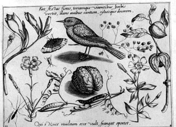 Nachtigall und Nuss, von Insekten und Gewächsen umgeben