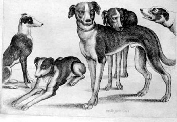 Fünf Hunde