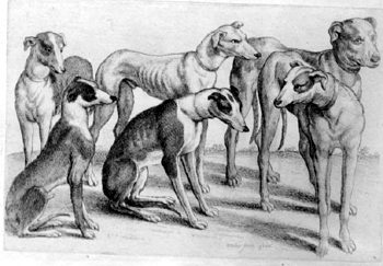 Sechs Hunde