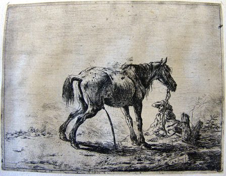 Ein Pferd
