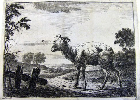 Ziege