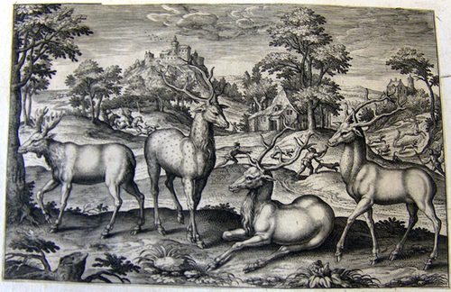 Hirsche und Damhirsche