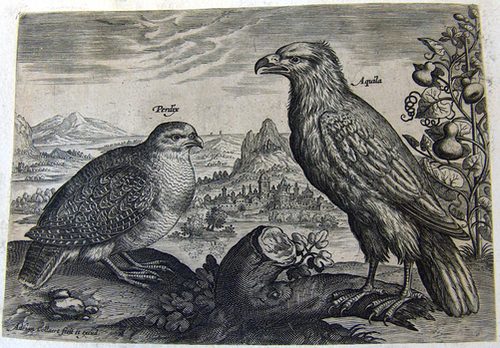 Ein Rebhuhn mit einem Adler