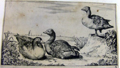 Wildenten