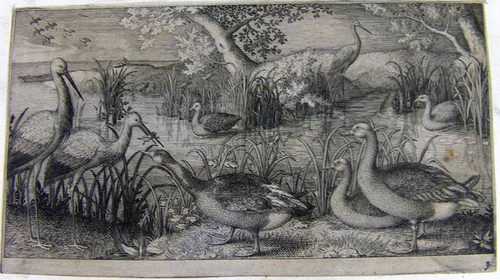 Wildenten, Wildgänse und Störche