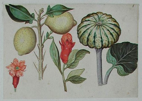 Eine Pfingstrose mit zwei Tulpen