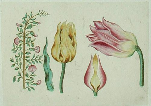 Gartenblumen