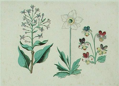 Eine blaue Schwertlilie mit  drei Erdbeeren und einer Tulpe