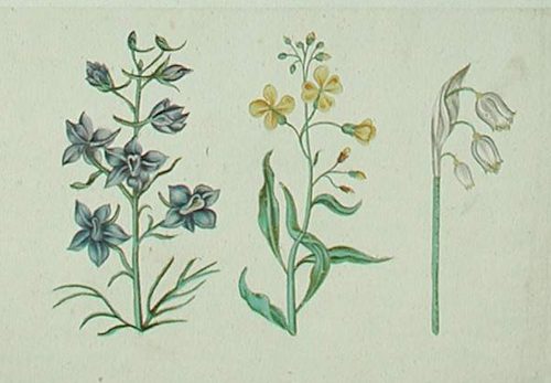 Ein Veilchen mit einer violetten Schwertlilie