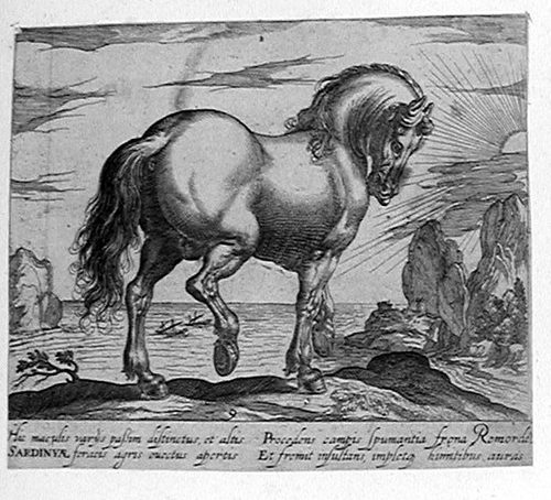Steigendes Pferd von vorne