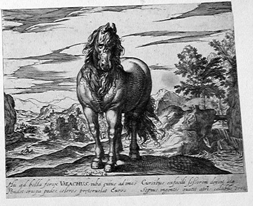 Steigendes Pferd von vorne