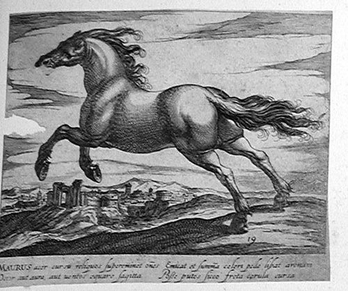 Steigendes Pferd von hinter vor einer Seenlandschaft