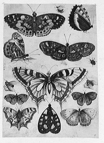 Edelfalter, Tagpfauenauge und andere Schmetterlinge