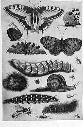 Edelfalter, Raupen, Schnecke und andere Schmetterlinge